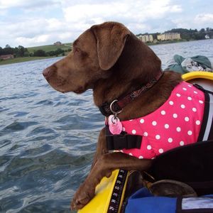 Meet your Posher, Susan